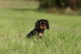 CAVALIER KING CHARLES 722